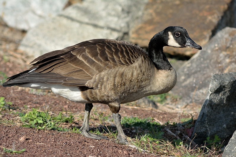 Grote Canadese Gans